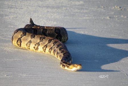 Snakes on the Beach!